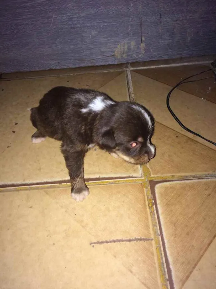 Cachorro ra a Poodle  idade Abaixo de 2 meses nome Laureta , Juliette 