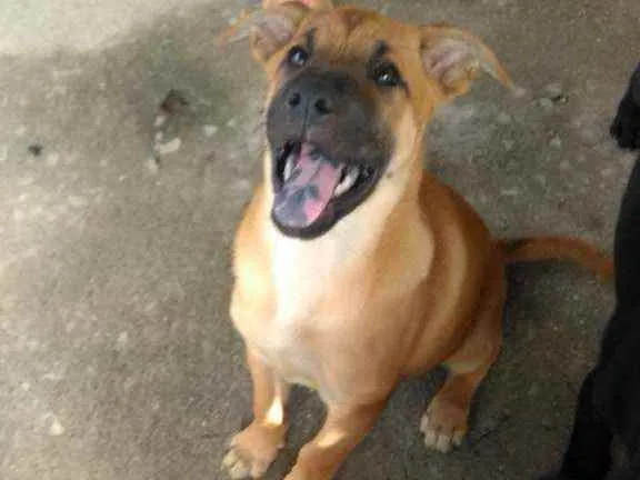 Cachorro raça Chow chow com vira lata idade 2 a 6 meses nome Shisa