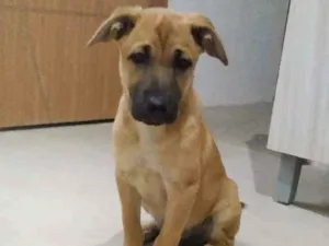 Cachorro raça Chow chow com vira lata idade 2 a 6 meses nome Shisa