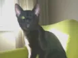 Piratinha