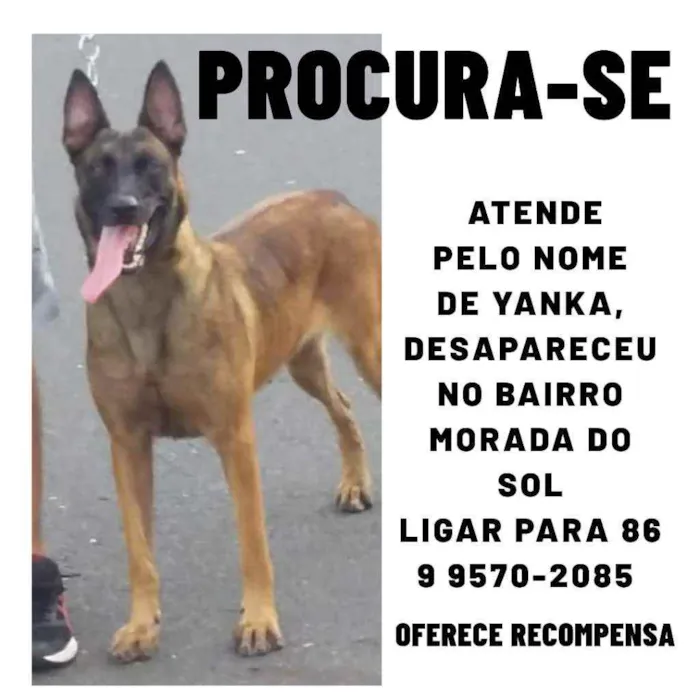 Cachorro ra a Pastor Belga Malinois idade 3 anos nome Yanka