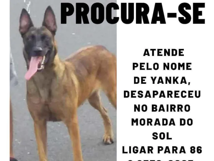 Cachorro ra a Pastor Belga Malinois idade 3 anos nome Yanka