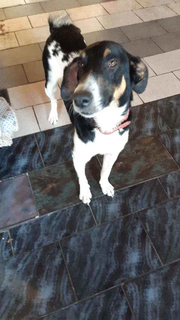 Cachorro raça Vira lata idade 3 anos nome Timao 
