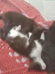 Pequenos