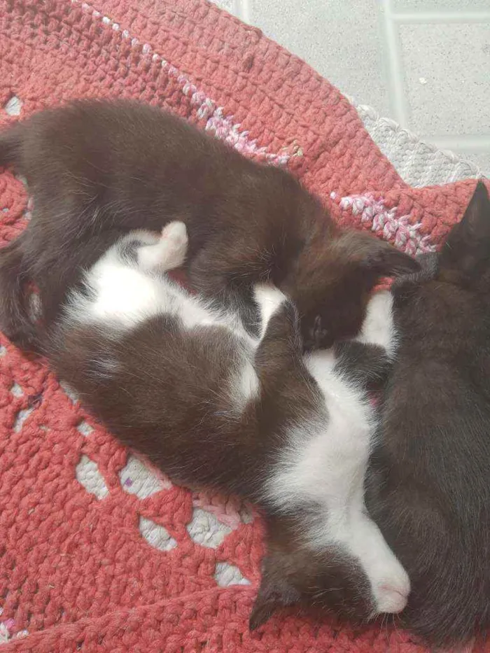 Gato ra a Vira lata idade Abaixo de 2 meses nome Pequenos