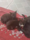 Pequenos