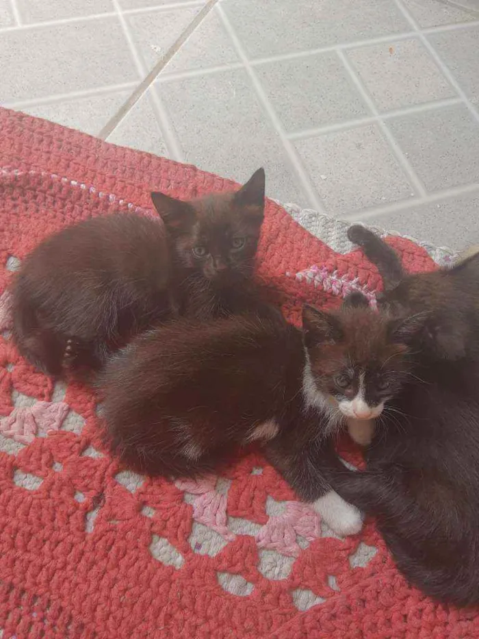 Gato ra a Vira lata idade Abaixo de 2 meses nome Pequenos