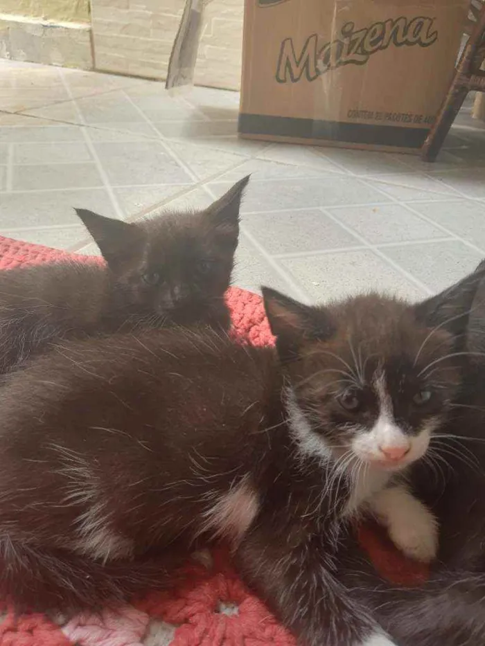 Gato ra a Vira lata idade Abaixo de 2 meses nome Pequenos