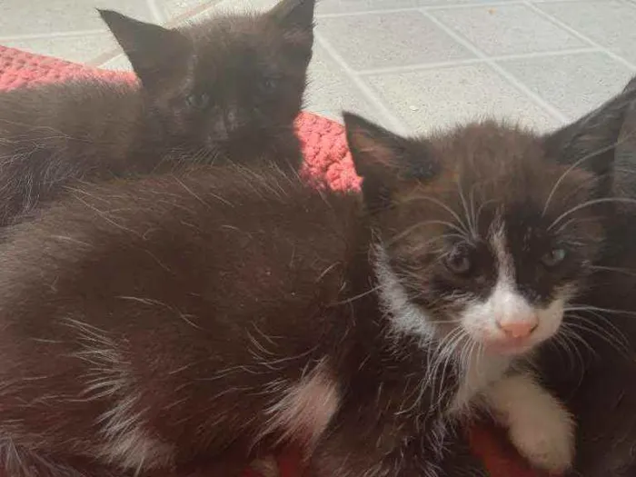 Gato ra a Vira lata idade Abaixo de 2 meses nome Pequenos
