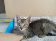 Nalla