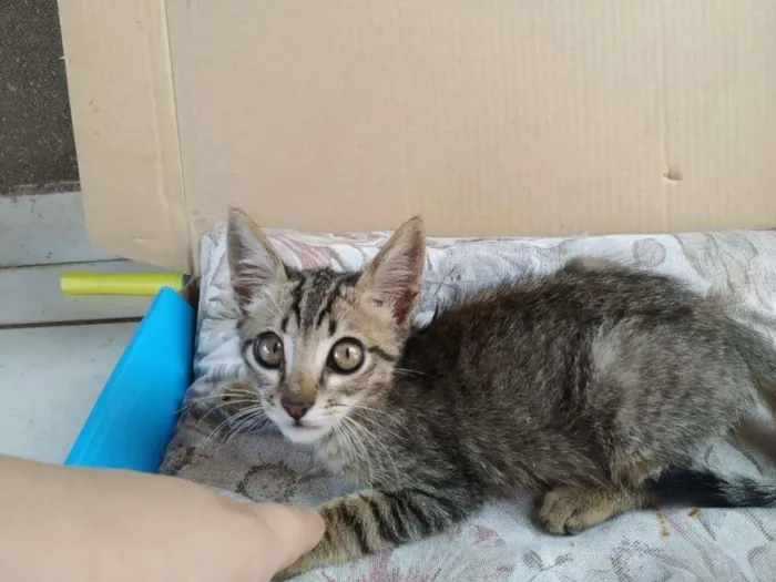 Gato ra a Indefinida idade Abaixo de 2 meses nome Nalla