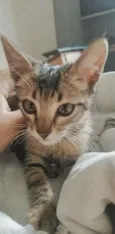 Nalla