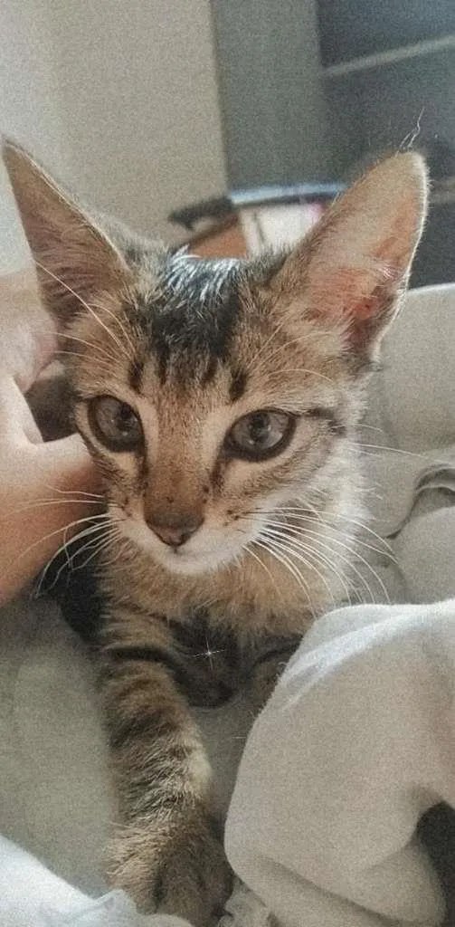 Gato ra a Indefinida idade Abaixo de 2 meses nome Nalla