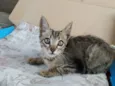 Nalla