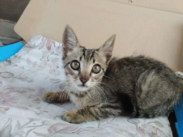 Gato ra a Indefinida idade Abaixo de 2 meses nome Nalla