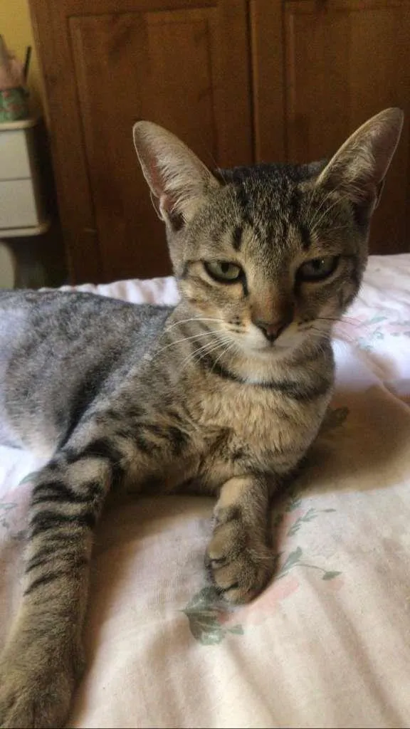 Gato ra a Vira-lata idade 2 a 6 meses nome Pinga