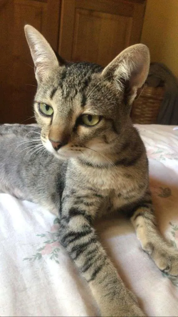 Gato ra a Vira-lata idade 2 a 6 meses nome Pinga