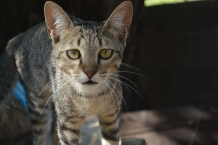 Gato ra a Vira-lata idade 2 a 6 meses nome Pinga