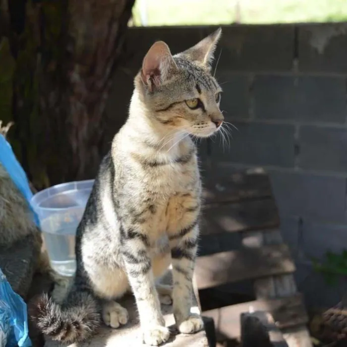 Gato ra a Vira-lata idade 2 a 6 meses nome Pinga