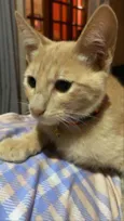 Joao