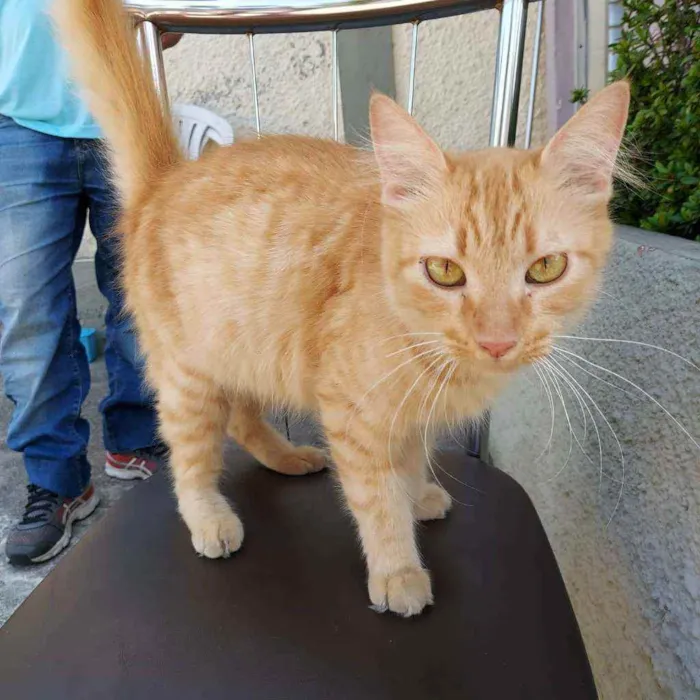 Gato ra a  idade 2 a 6 meses nome Dourada