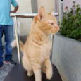 Dourada
