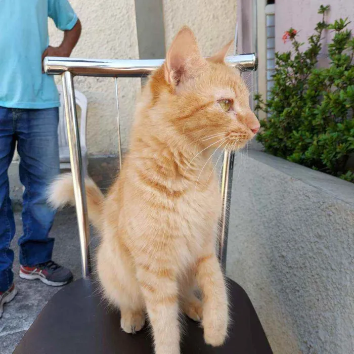 Gato ra a  idade 2 a 6 meses nome Dourada