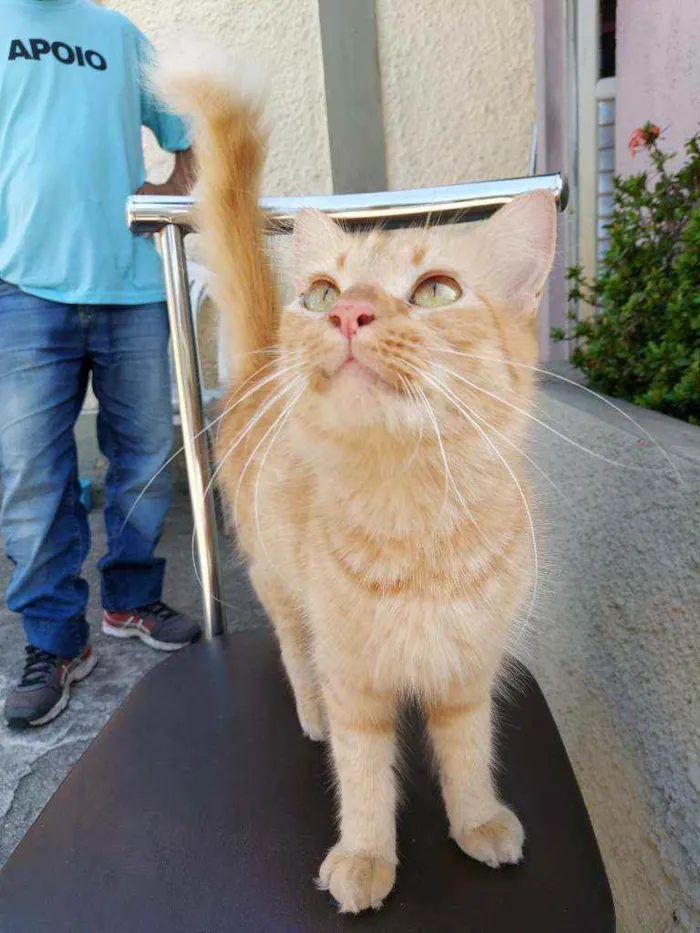 Gato ra a  idade 2 a 6 meses nome Dourada