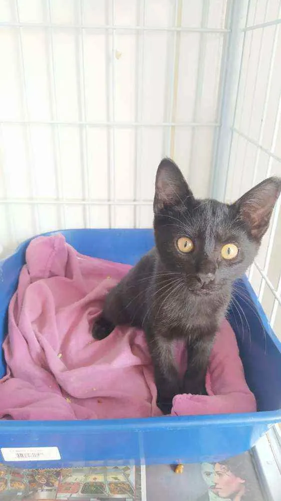 Gato ra a Srd idade 2 a 6 meses nome Pretinho