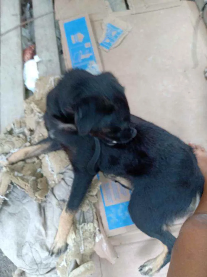 Cachorro raça Não sei bem a raça idade 2 a 6 meses nome Kiara e bela