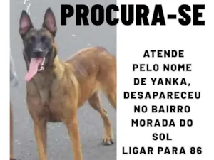 Cachorro raça Pastor Belga Malinois idade 3 anos nome Yanka