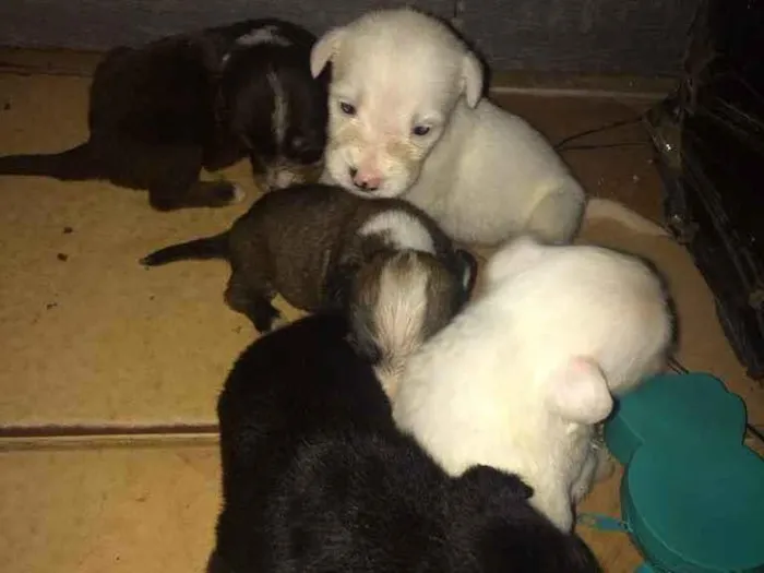 Cachorro ra a Poodle  idade Abaixo de 2 meses nome Laureta , Juliette 
