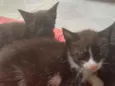 Pequenos