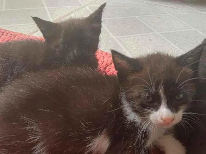 Gato ra a Vira lata idade Abaixo de 2 meses nome Pequenos