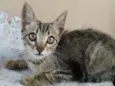 Nalla