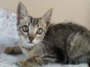Gato raça Indefinida idade Abaixo de 2 meses nome Nalla