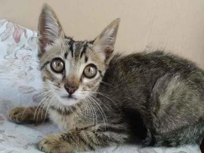 Gato ra a Indefinida idade Abaixo de 2 meses nome Nalla