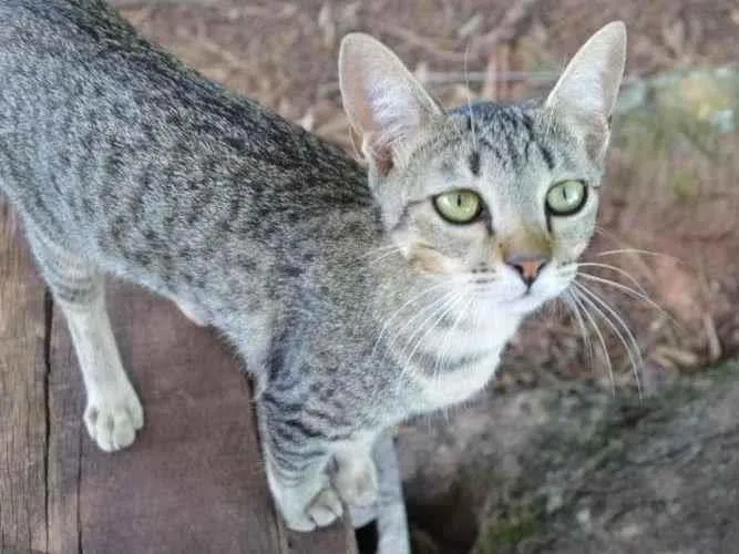 Gato ra a Vira-lata idade 2 a 6 meses nome Pinga