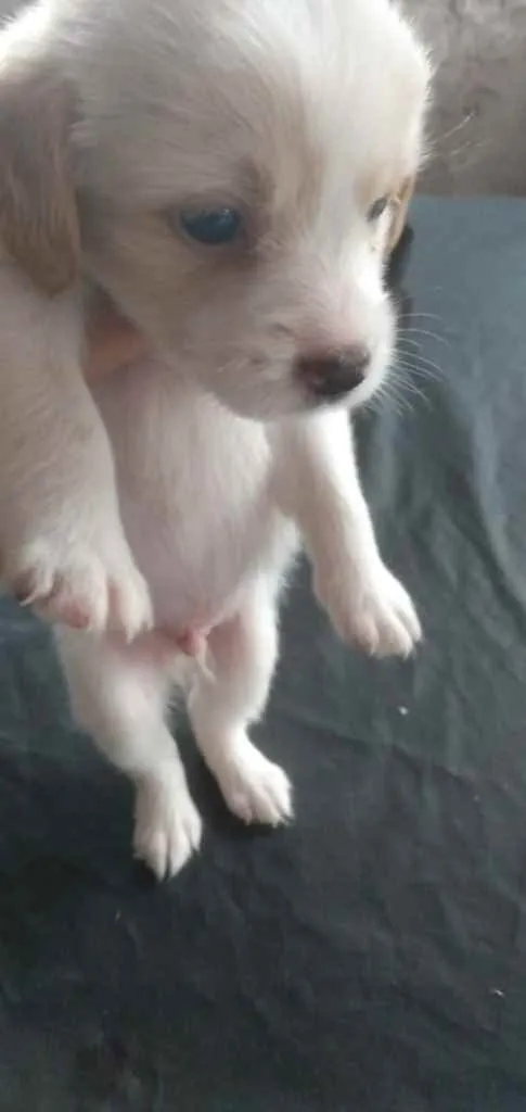 Cachorro ra a Mestiços de beagle idade Abaixo de 2 meses nome Filhotes mest. de be