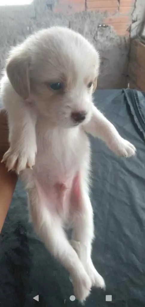 Cachorro ra a Mestiços de beagle idade Abaixo de 2 meses nome Filhotes mest. de be