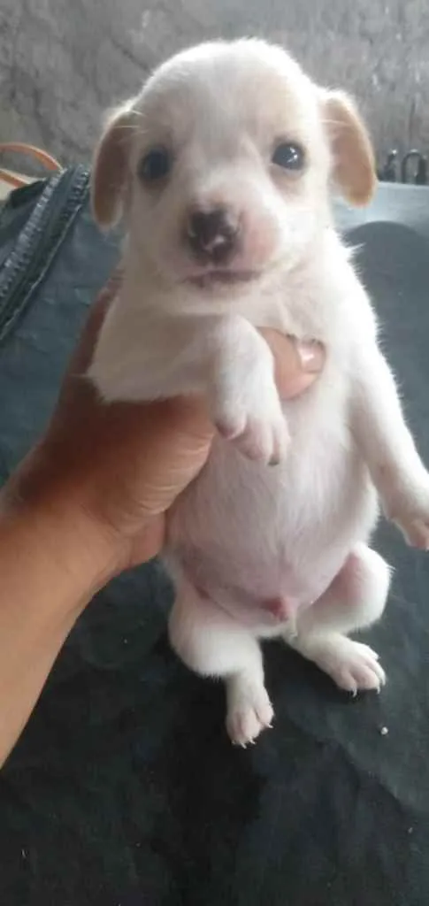 Cachorro ra a Mestiços de beagle idade Abaixo de 2 meses nome Filhotes mest. de be