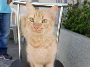 Gato raça  idade 2 a 6 meses nome Dourada
