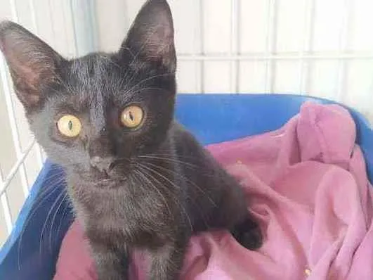 Gato ra a Srd idade 2 a 6 meses nome Pretinho