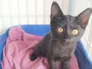 Gato raça Srd idade 2 a 6 meses nome Pretinho