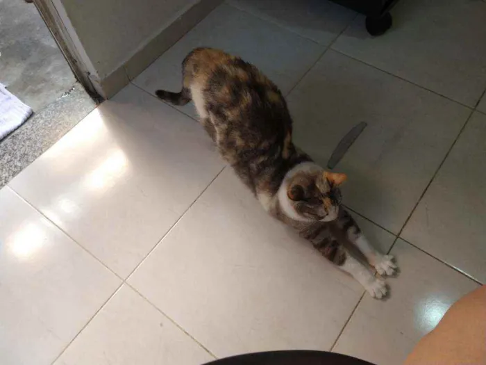 Gato ra a Gato idade 2 anos nome Nininha