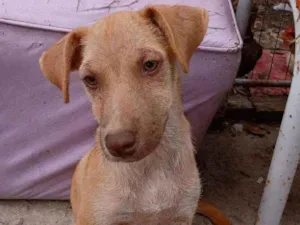 Cachorro raça Não sei bem a raça idade 2 a 6 meses nome Kiara e bela