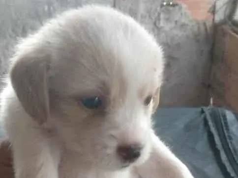Cachorro ra a Mestiços de beagle idade Abaixo de 2 meses nome Filhotes mest. de be
