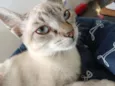 Gatinha de olhos azu