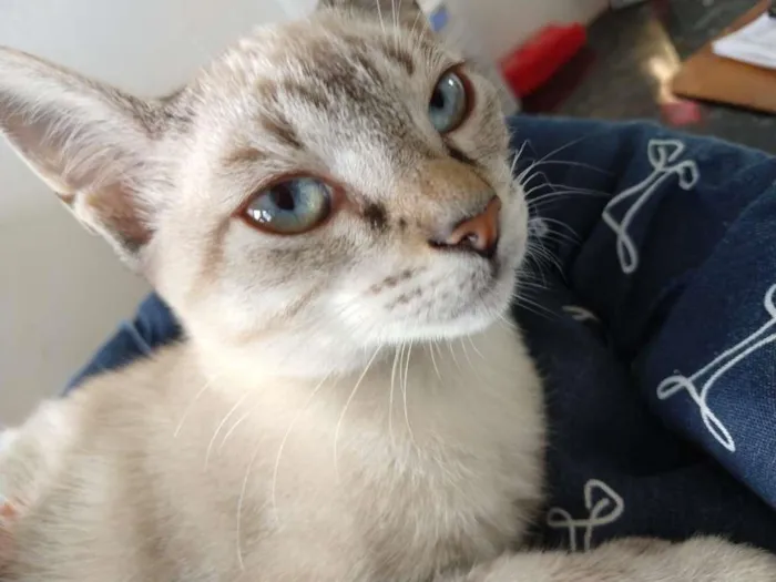 Gato ra a SRD-ViraLata idade 2 a 6 meses nome Gatinha de olhos azu