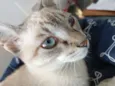 Gatinha de olhos azu